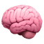 Brains
